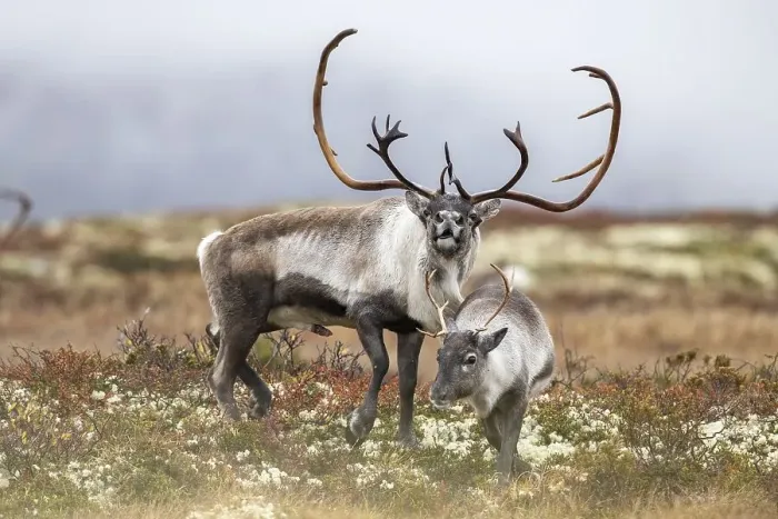 Framed Print : Wild mountain reindeer (Rangifer tarandus tarandus)