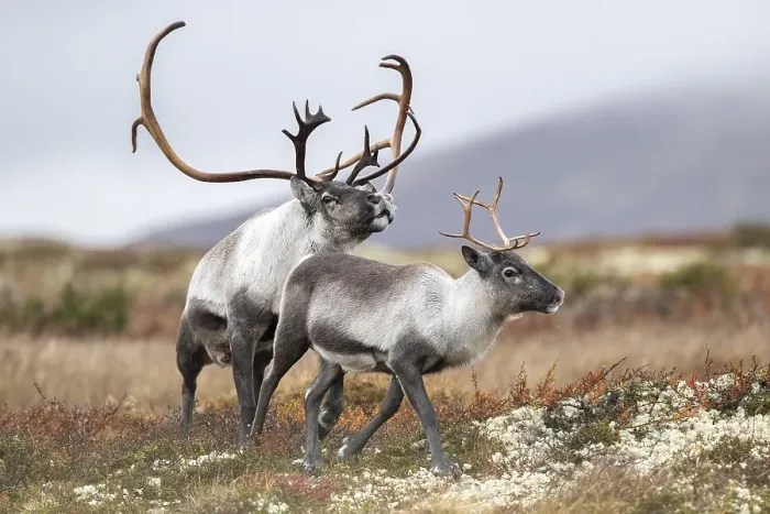 Framed Print : Wild mountain reindeer (Rangifer tarandus tarandus)