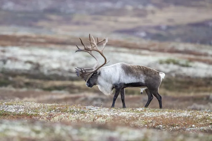 Framed Print : Wild mountain reindeer (Rangifer tarandus tarandus)