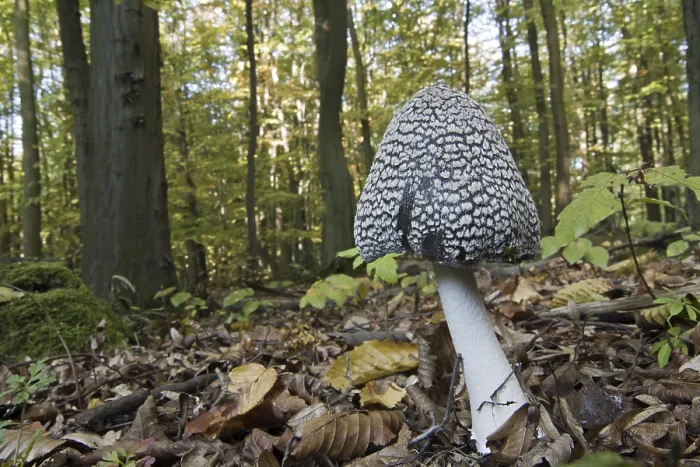 Framed Print : Wild mushroom