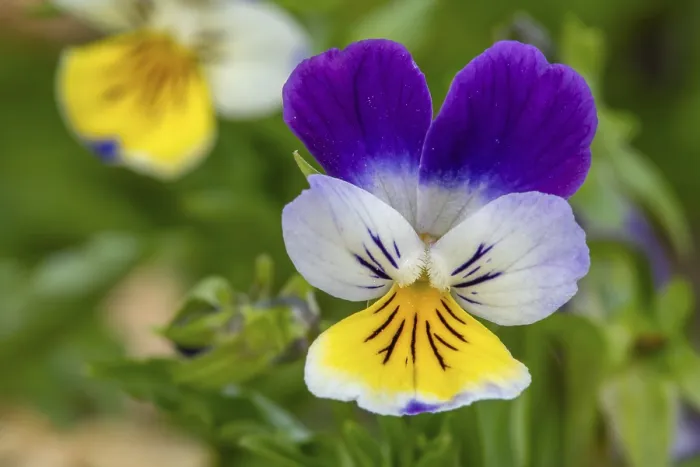 Framed Print : Wild pansy, Johnny Jump up, heartsease Framed Print : Wild pansy, Johnny Jump up, heartsease