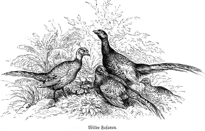 Framed Print : Three Wild Pheasants Wild pheasant