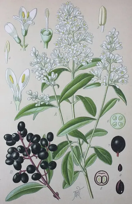 Framed Print : Wild privet (Ligustrum vulgare)