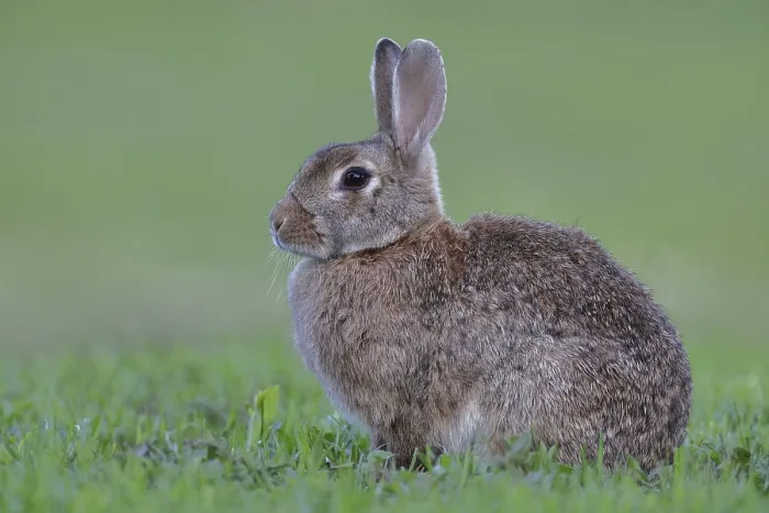 Framed Print : Wild rabbit (Oryctolagus cuniculus)