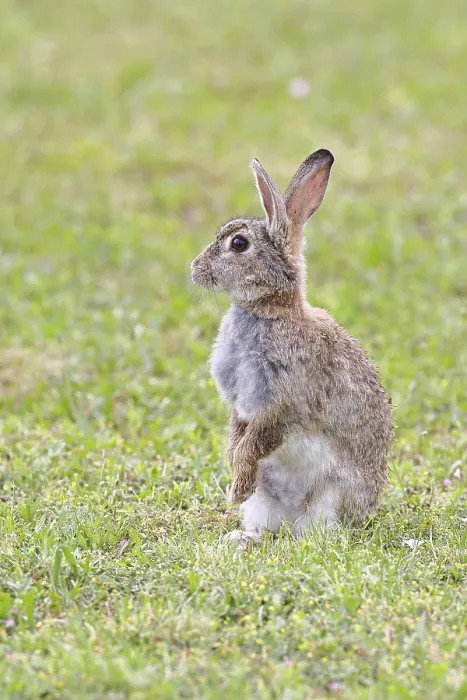 Framed Print : Wild rabbit (Oryctolagus cuniculus)