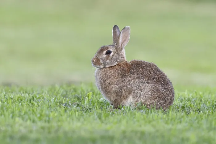 Framed Print : Wild rabbit (Oryctolagus cuniculus)