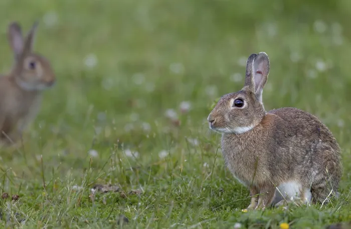 Framed Print : A wild rabbit (Oryctolagus cuniculus) cautiously approaches an adult buck