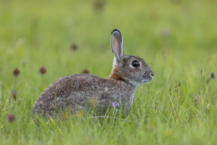 Framed Print : A wild rabbit (Oryctolagus cuniculus) secures attention