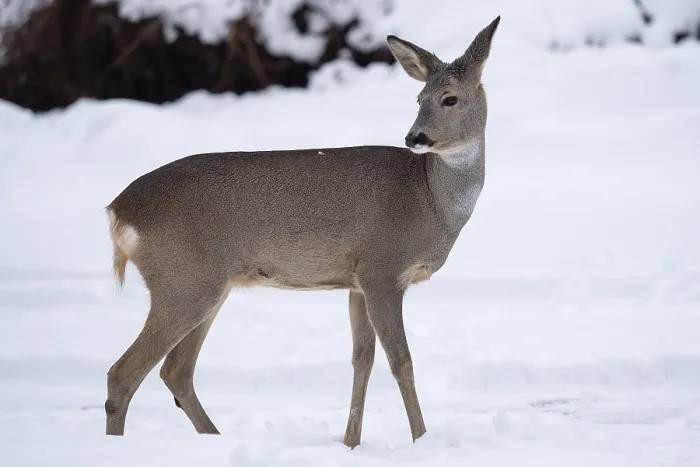 Framed Print : Wild roe deer in the snow. Capreolus capreolus