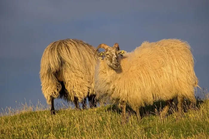 Framed Print : Wild sheep (Ovis) in the evening light, Helgoland Framed Print : Wild sheep (Ovis) in the evening light, Helgoland