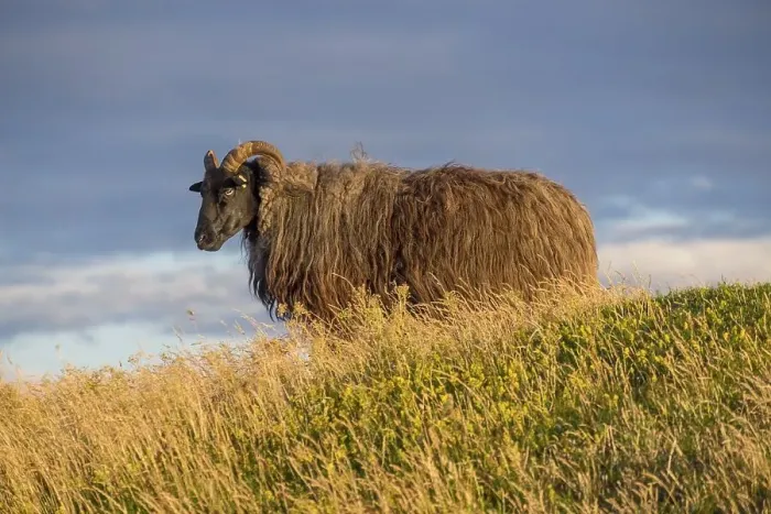 Framed Print : Wild sheep (Ovis) in the evening light, Helgoland