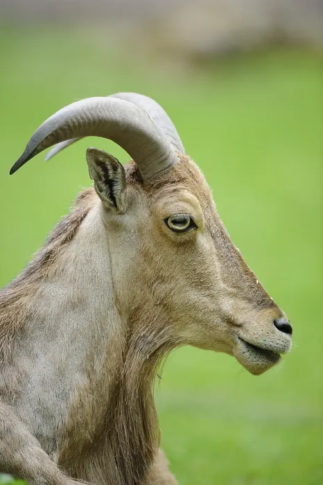 Framed Print : Wild sheep in profile view with its curved horns Framed Print : Wild sheep in profile view with its curved horns