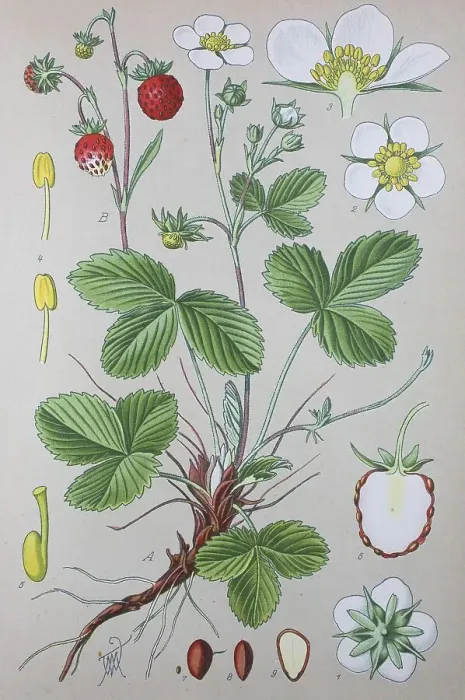 Framed Print : Wild strawberry (Fragaria vesca) Framed Print : Wild strawberry (Fragaria vesca)