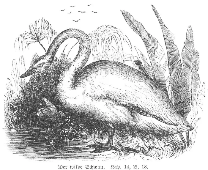 Framed Print : The wild swan, side view, unclean