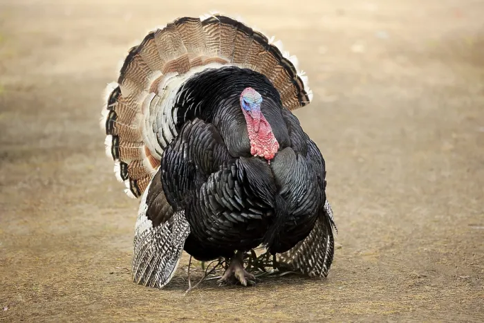 Framed Print : Wild Turkey, adult male courting