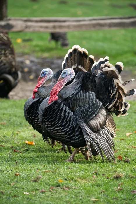 Framed Print : Two wild turkeys in a green area Framed Print : Two wild turkeys in a green area