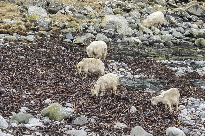 Framed Print : Wild white goats feeding on seaweed on the stony beach Isle of Jura Framed Print : Wild white goats feeding on seaweed on the stony beach Isle of Jura