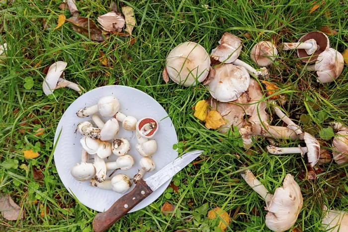 Framed Print : Wild white mushrooms with umbrellas picked on plate for cooking meal Framed Print : Wild white mushrooms with umbrellas picked on plate for cooking meal
