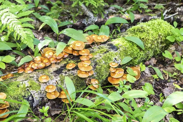 Framed Print : Wild yellow mushrooms growing on the old birch in the forest