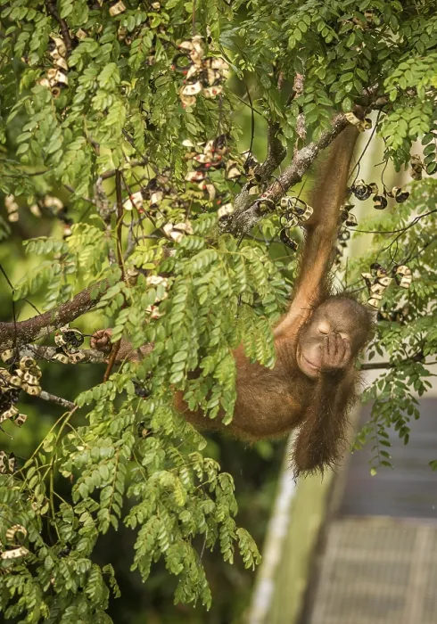 Framed Print : This wild young orangutan is climbing the rainforest trees to find red berries to eat