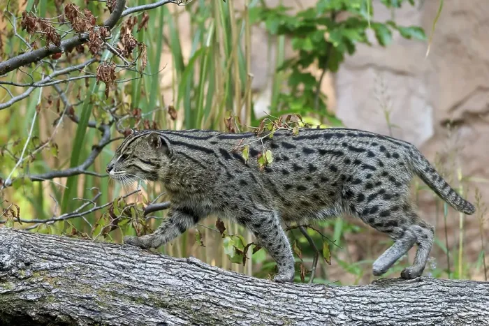 Framed Print : Wildcat balancing on a tree trunk with autumn leaves in the background
