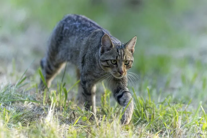 Framed Print : A wildcat creeps focussed through a green meadow