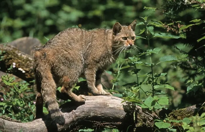 Framed Print : Wildcat (Felis silvestris)