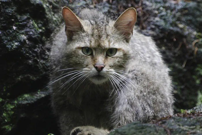 Framed Print : Wildcat (Felis silvestris)