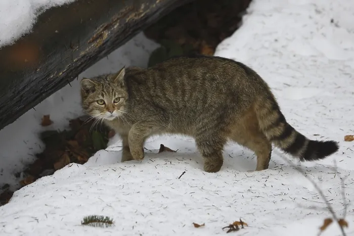 Framed Print : Wildcat (Felis silvestris)