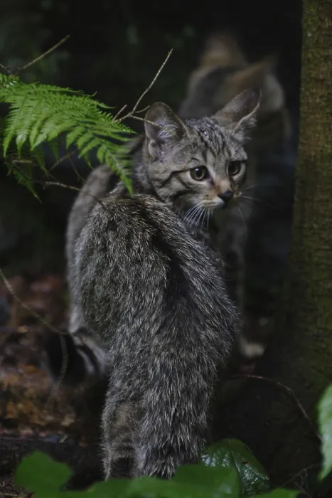 Framed Print : Wildcat (Felis silvestris)