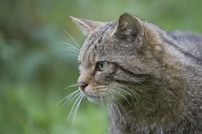 Framed Print : Wildcat (Felis silvestris), Kempfeld