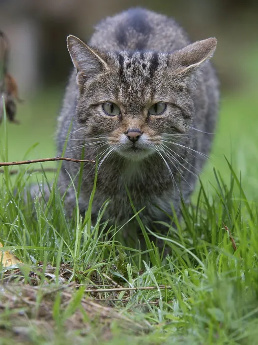 Framed Print : Wildcat (Felis silvestris), Kempfeld
