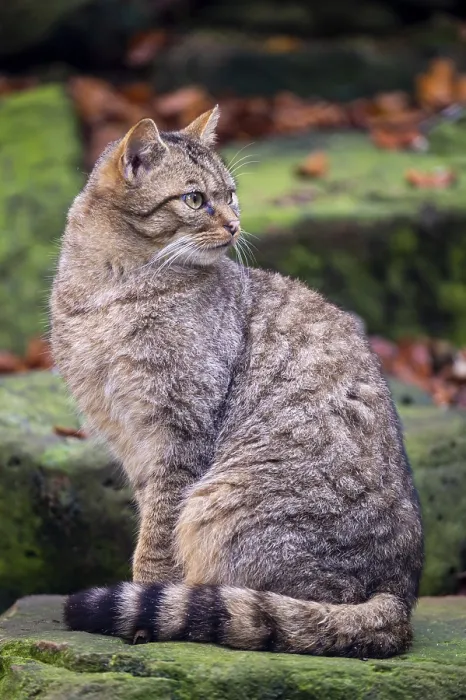 Framed Print : Wildcat (Felis silvestris), Neuhaus im Solling