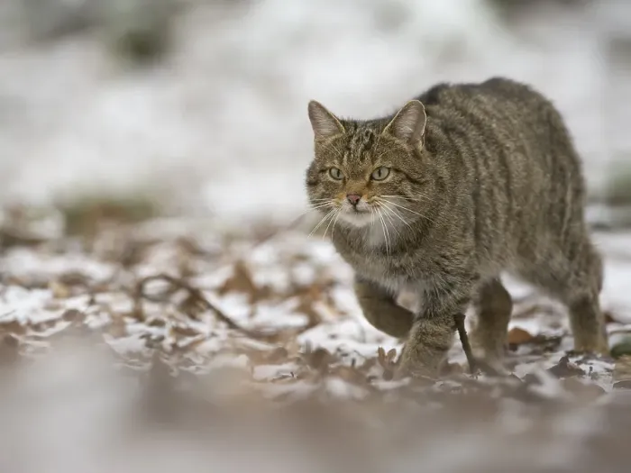 Framed Print : Wildcat (Felis silvestris), Rhineland-Palatinate