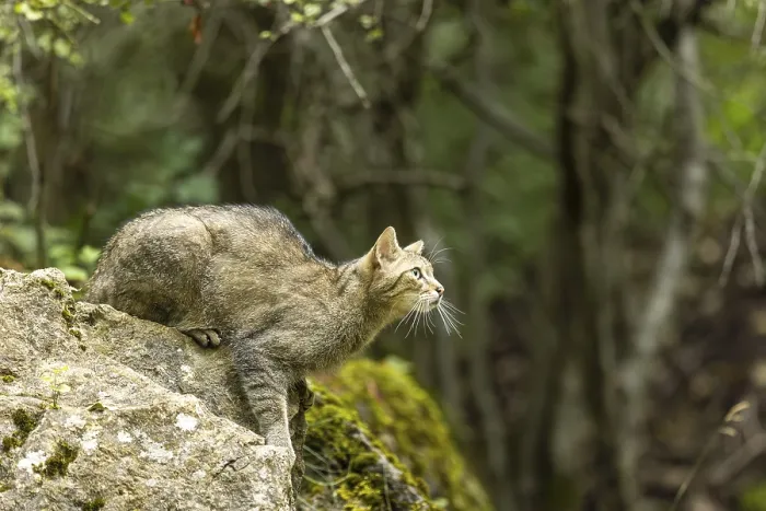 Framed Print : Wildcat (Felis silvestris) on a rock
