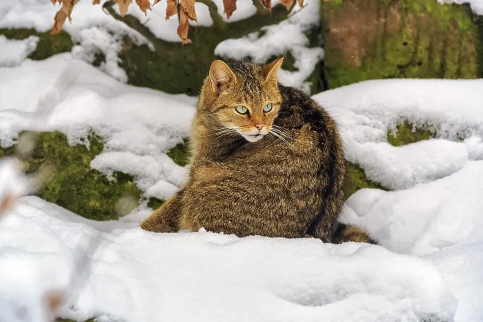 Framed Print : Wildcat (Felis silvestris), sitting in the snow