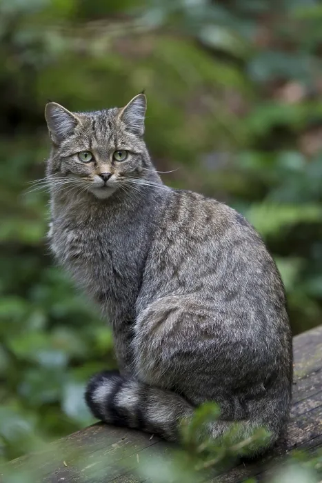 Framed Print : Wildcat, Felis silvestris, wildcat Framed Print : Wildcat, Felis silvestris, wildcat