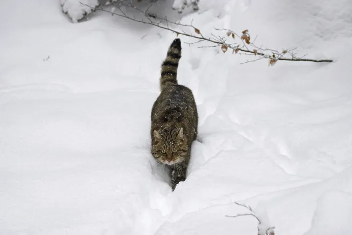 Framed Print : Wildcat, Felis silvestris, wildcat