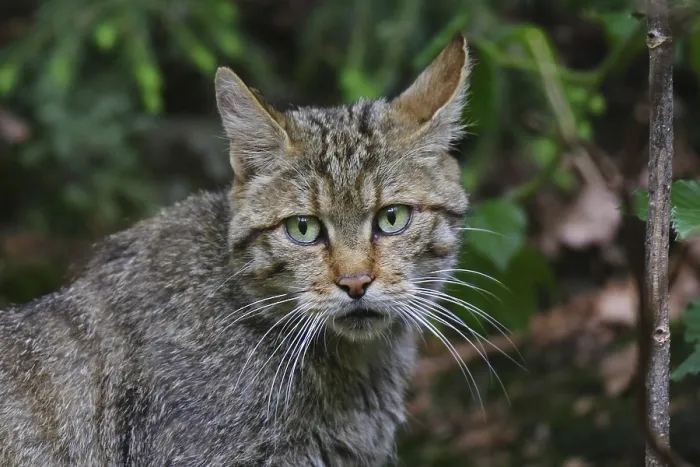 Framed Print : Wildcat, Felis silvestris, wildcat