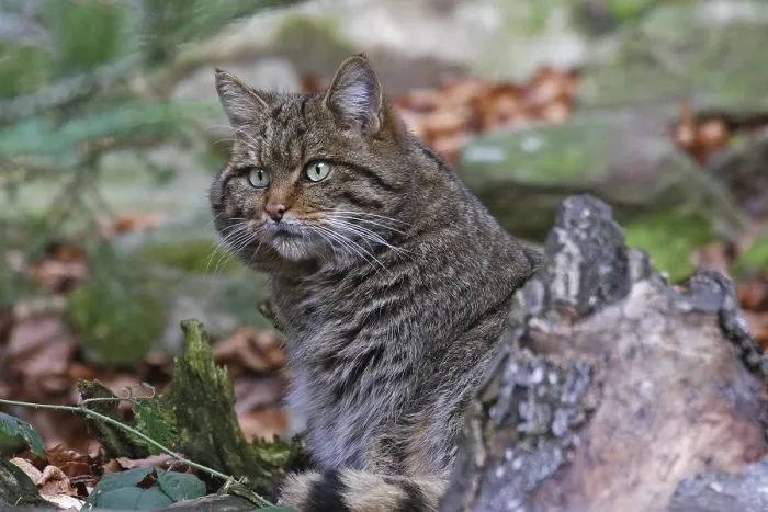 Framed Print : Wildcat, Felis silvestris, wildcat