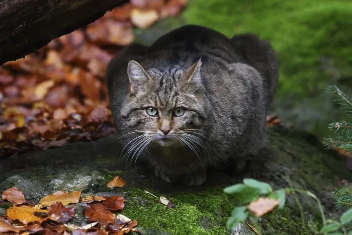 Framed Print : Wildcat, Felis silvestris, wildcat