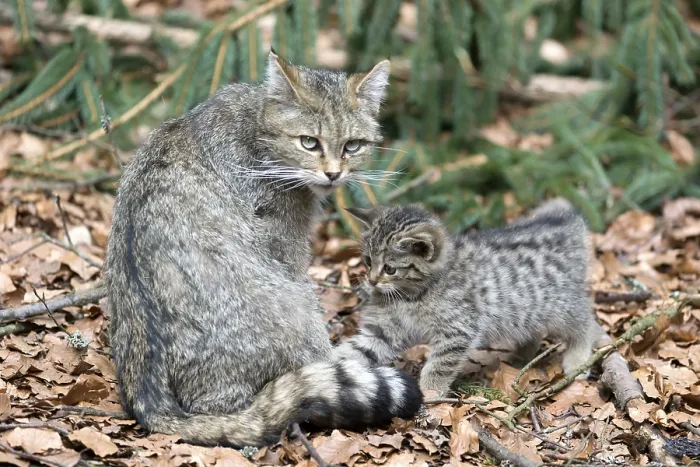 Framed Print : Wildcat (Felis silvestris), young animal