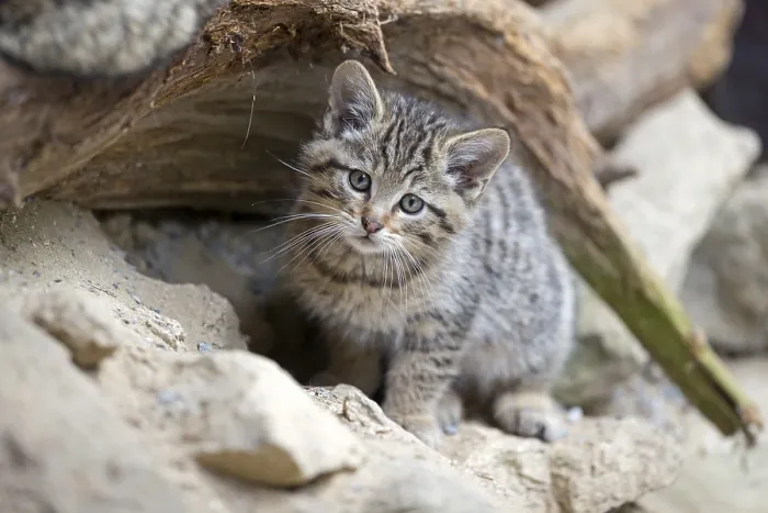 Framed Print : Wildcat (Felis silvestris), young animal Framed Print : Wildcat (Felis silvestris), young animal