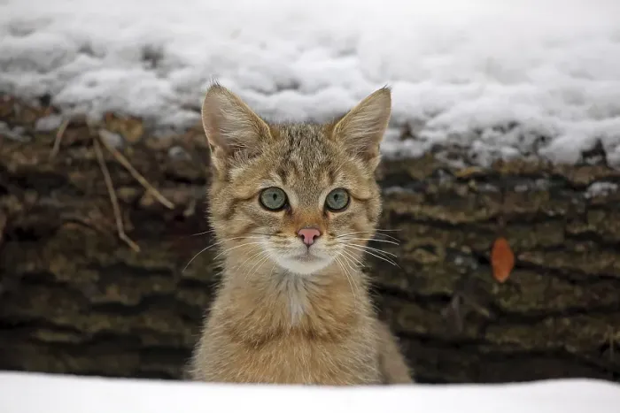 Framed Print : Wildcat (Felis silvestris), young male looking out from between snow-covered tree trunks Framed Print : Wildcat (Felis silvestris), young male looking out from between snow-covered tree trunks