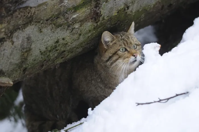 Framed Print : Wildcat hiding under a tree trunk in the snow
