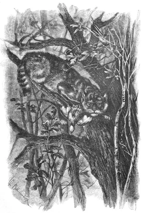 Framed Print : Wildcat with prey, here with a bird