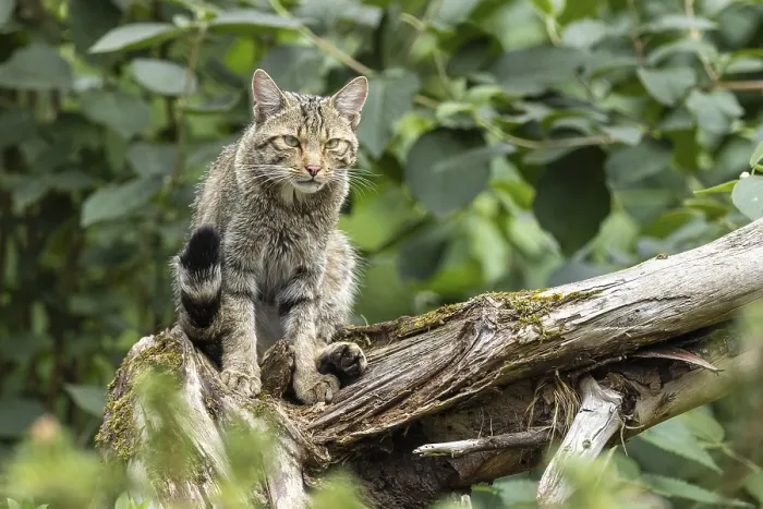Framed Print : A wildcat sits on a tree trunk in the forest Framed Print : A wildcat sits on a tree trunk in the forest