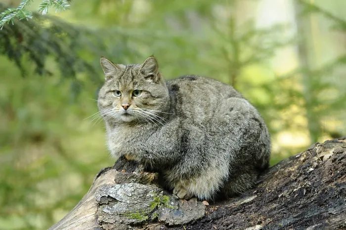 Framed Print : Wildcat sitting quietly on a tree trunk
