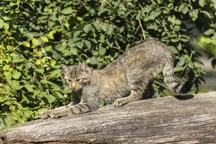 Framed Print : A wildcat stretching on a tree trunk in a green Framed Print : A wildcat stretching on a tree trunk in a green