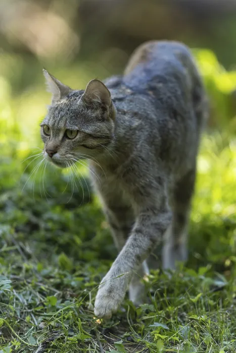Framed Print : A wildcat walking through the green grass Framed Print : A wildcat walking through the green grass